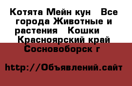 Котята Мейн кун - Все города Животные и растения » Кошки   . Красноярский край,Сосновоборск г.